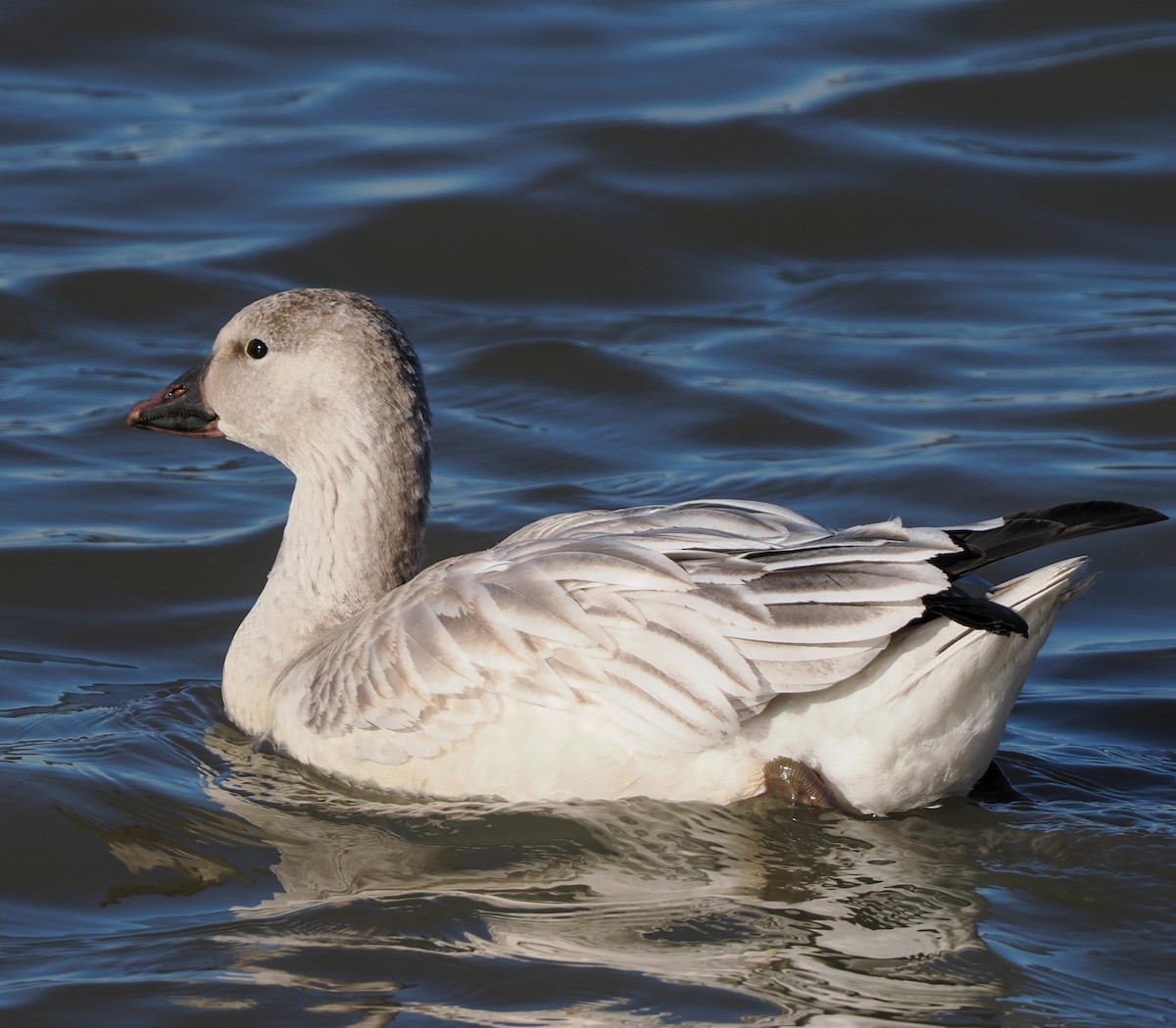 Snow Goose - ML646347408