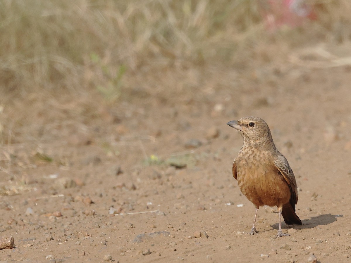 Rufous-tailed Lark - ML646347411