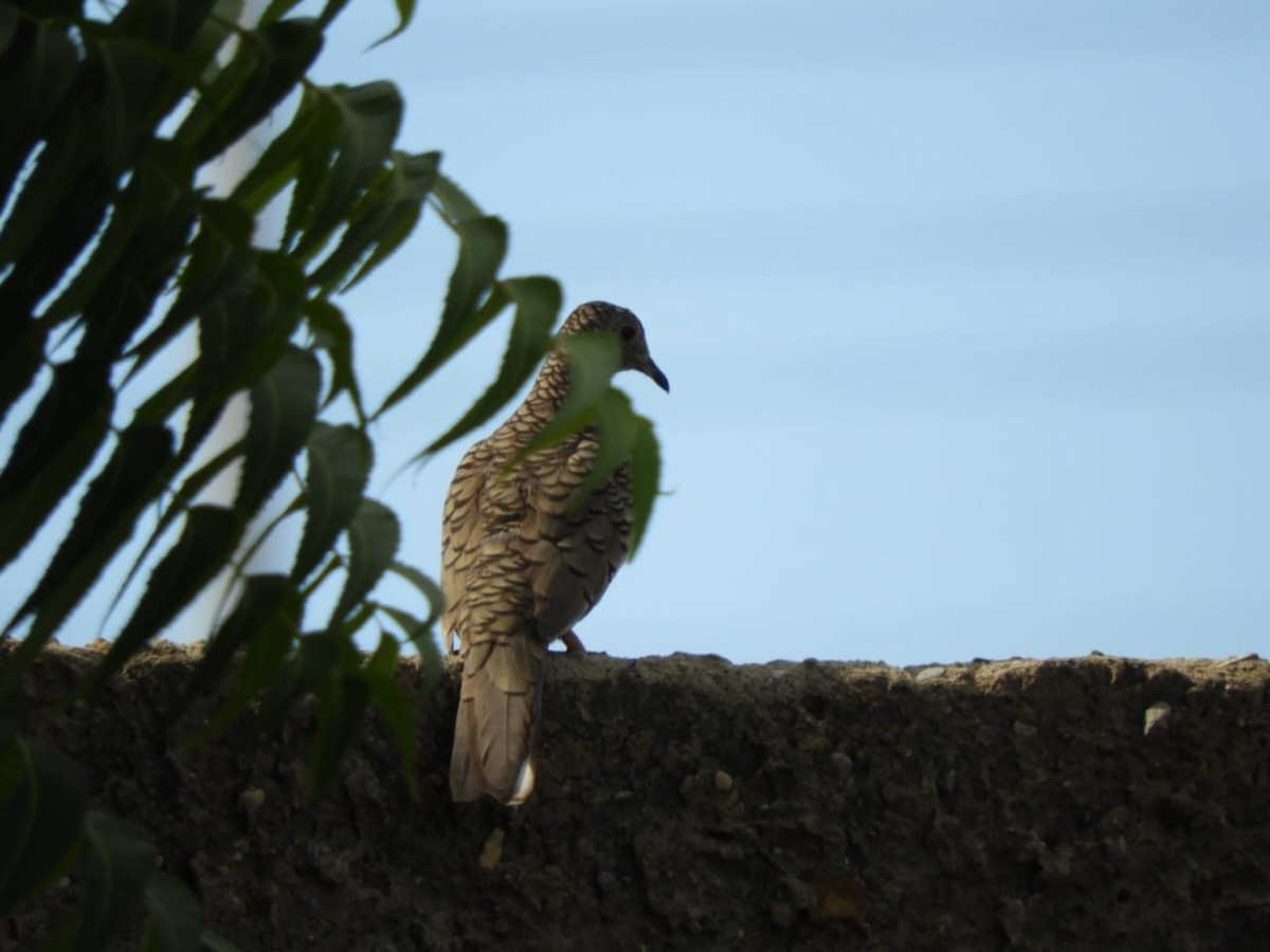 Scaled Dove - ML646347412