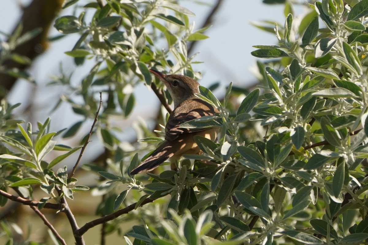 Дроздовидная камышевка - ML646347414