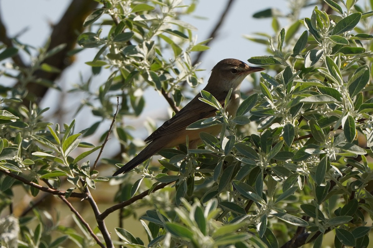 Дроздовидная камышевка - ML646347415