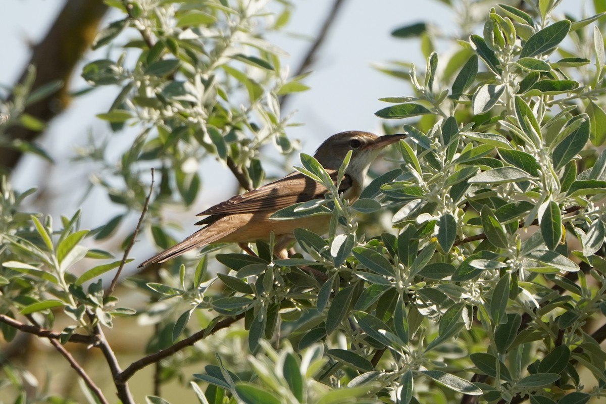 Дроздовидная камышевка - ML646347416