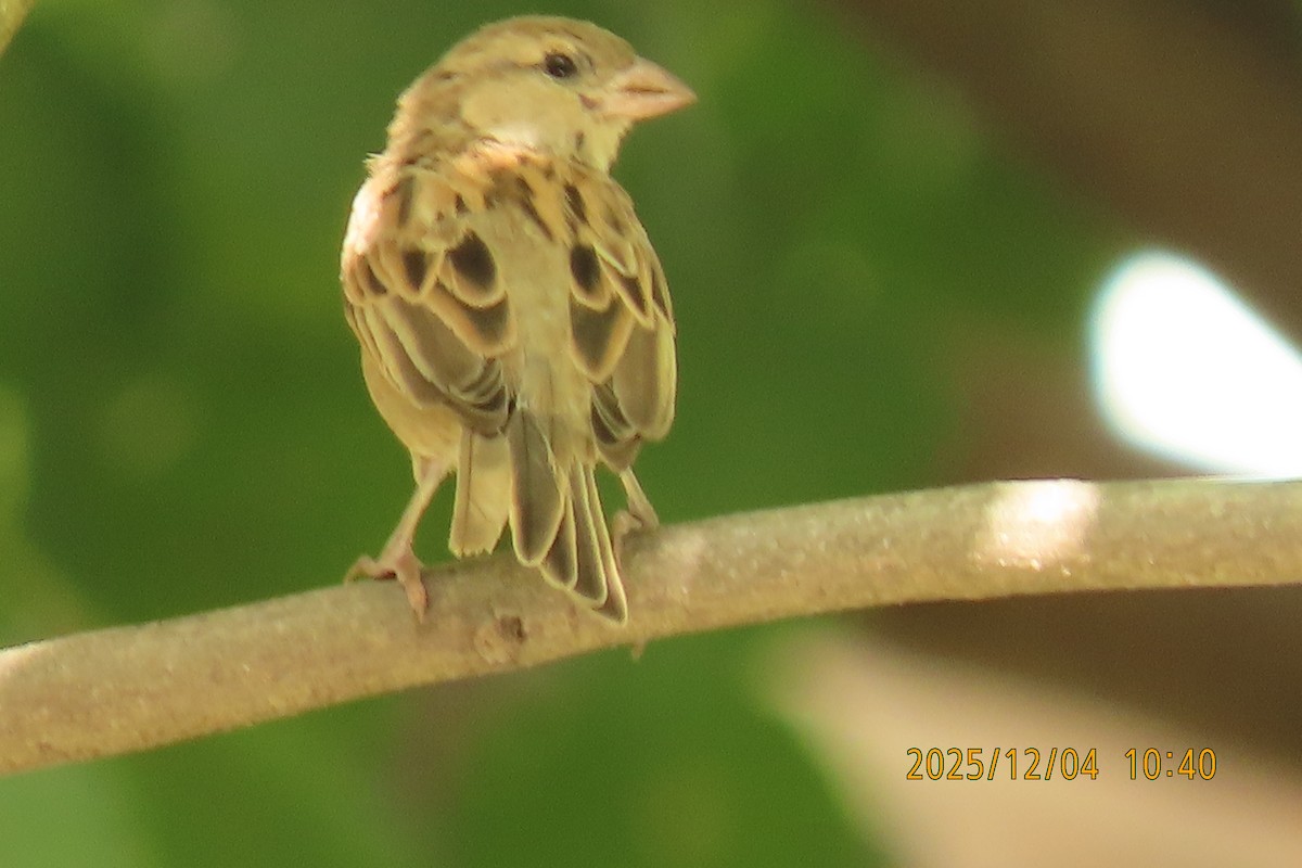 Домовый воробей - ML646347417