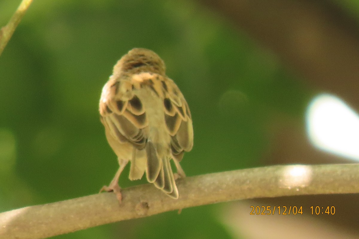 Домовый воробей - ML646347418