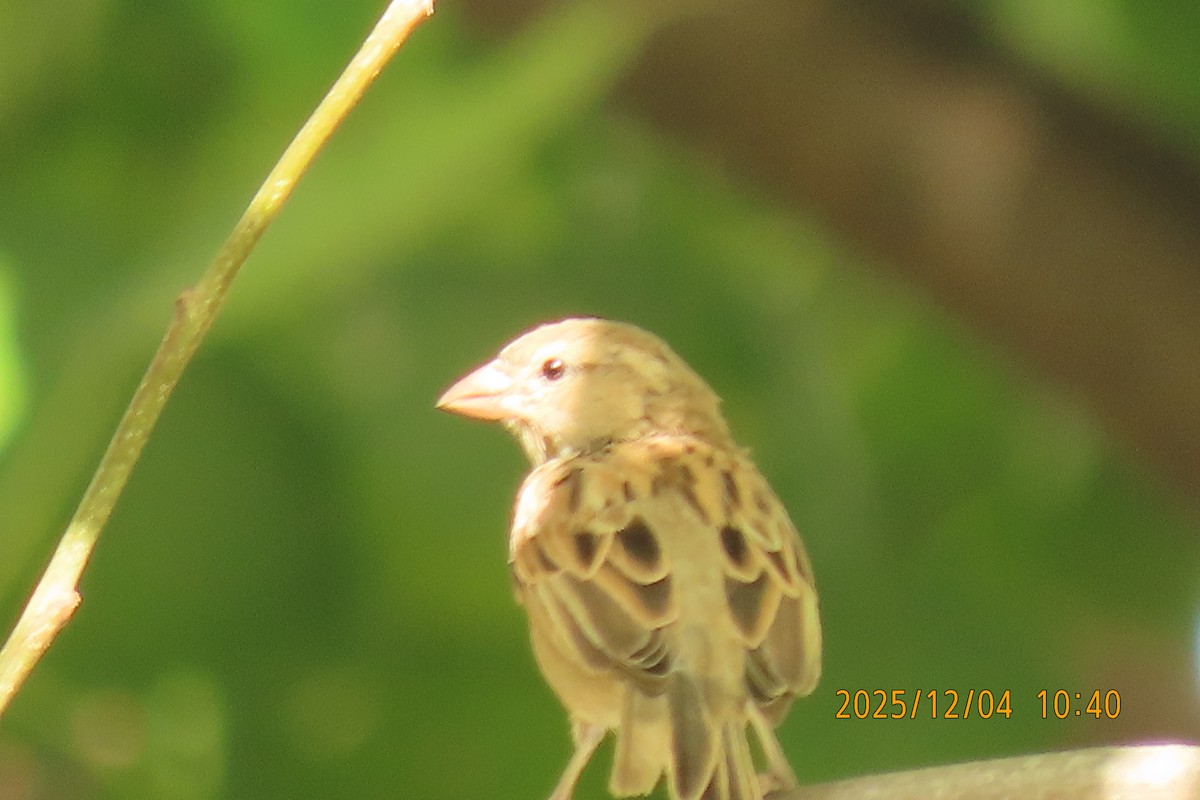 Домовый воробей - ML646347419