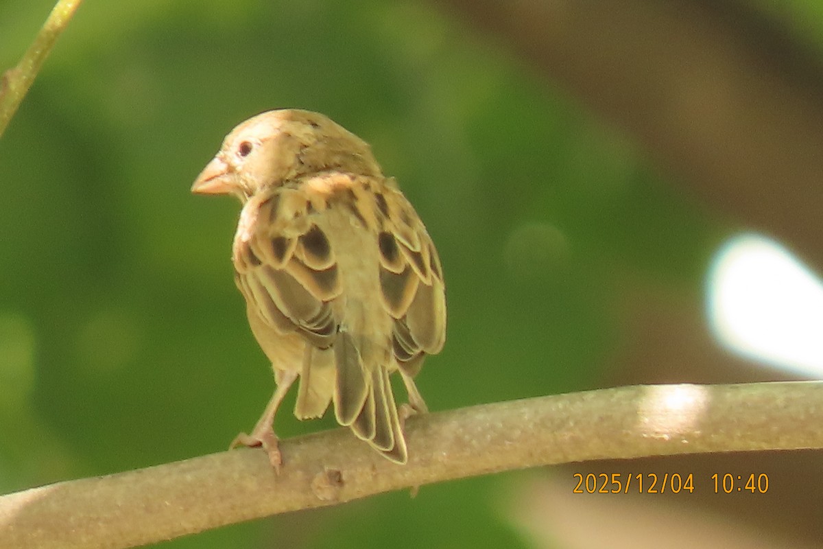 Домовый воробей - ML646347420