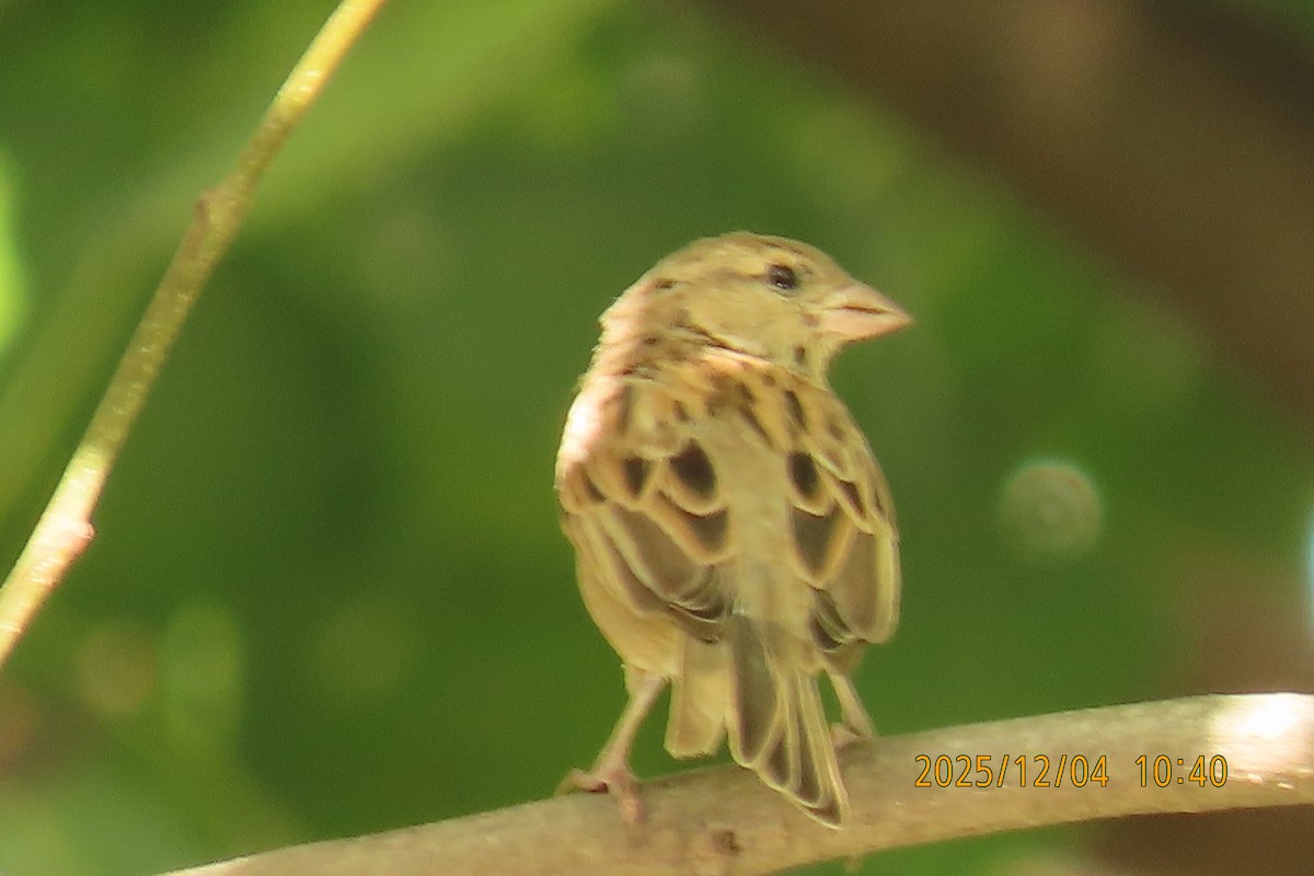 Домовый воробей - ML646347421