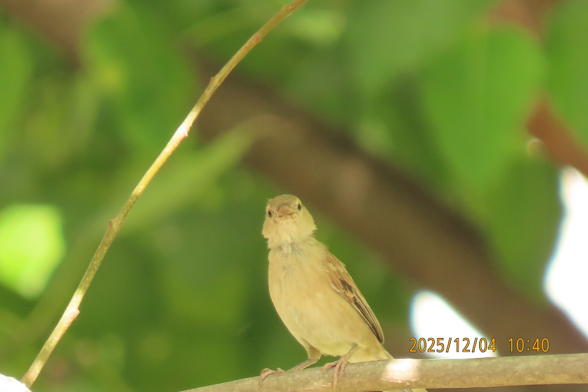 Домовый воробей - ML646347422