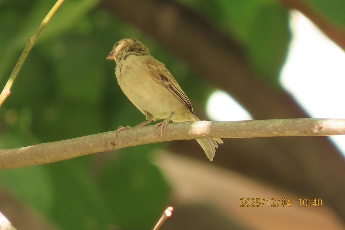 Домовый воробей - ML646347423