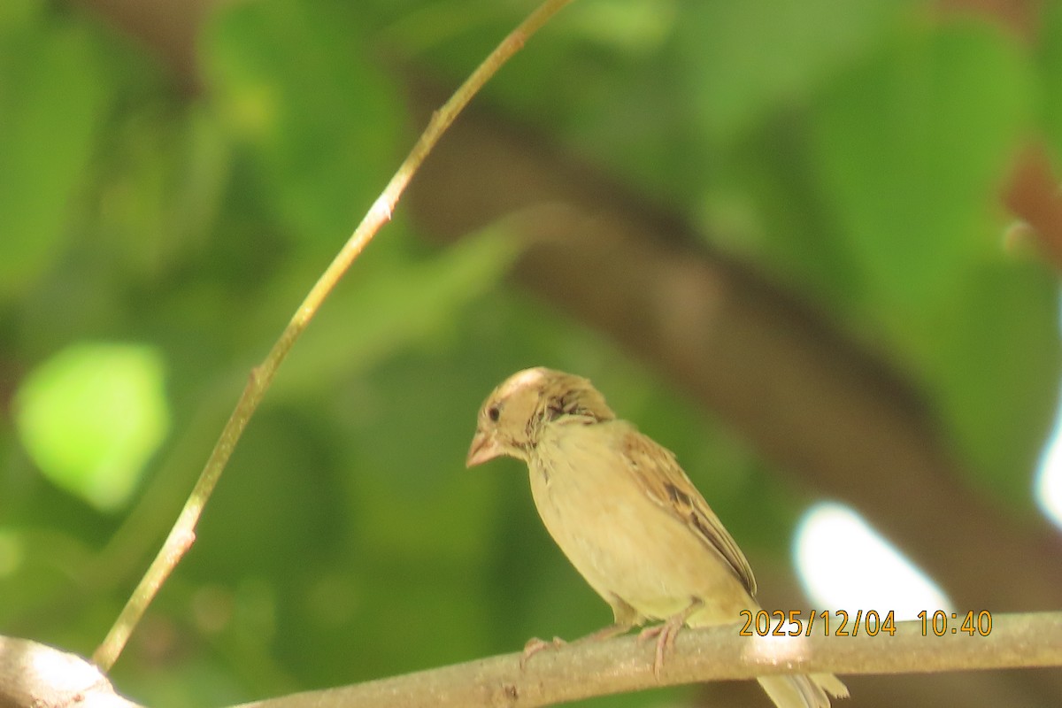 Домовый воробей - ML646347424