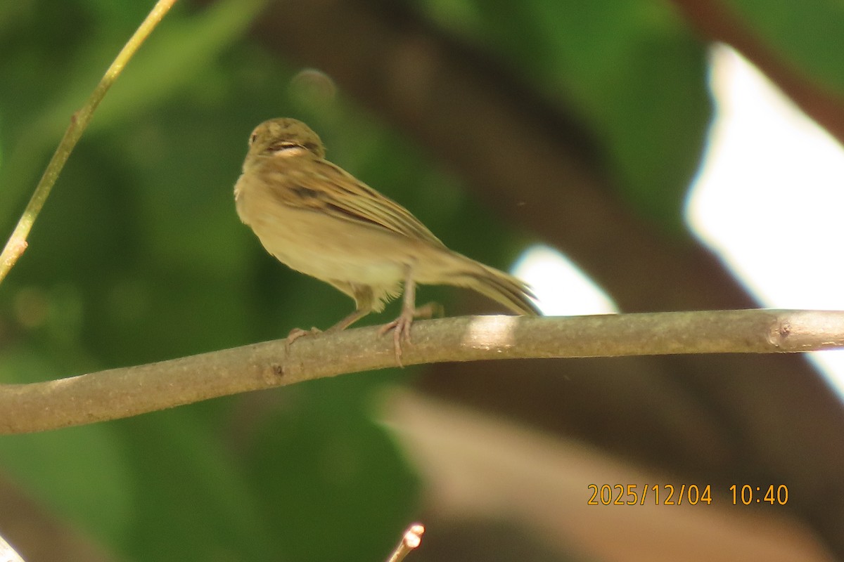 Домовый воробей - ML646347425