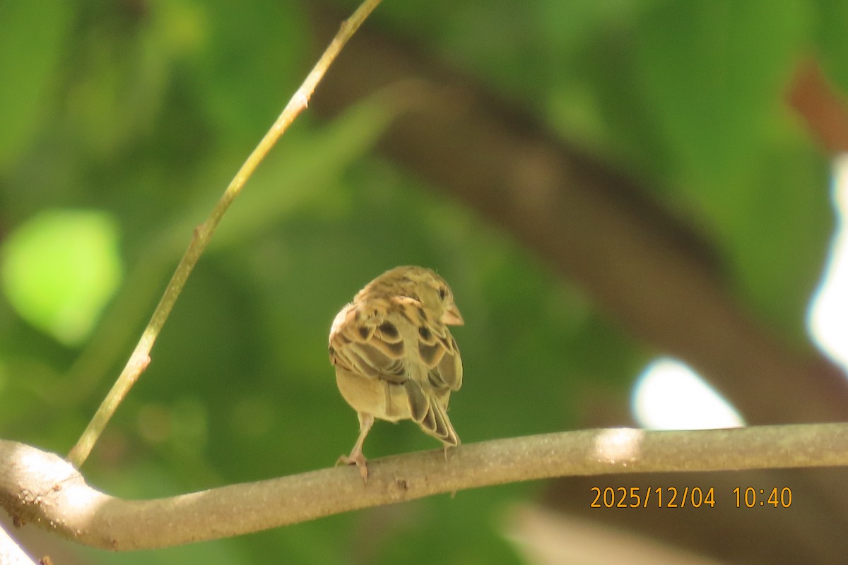 Домовый воробей - ML646347426