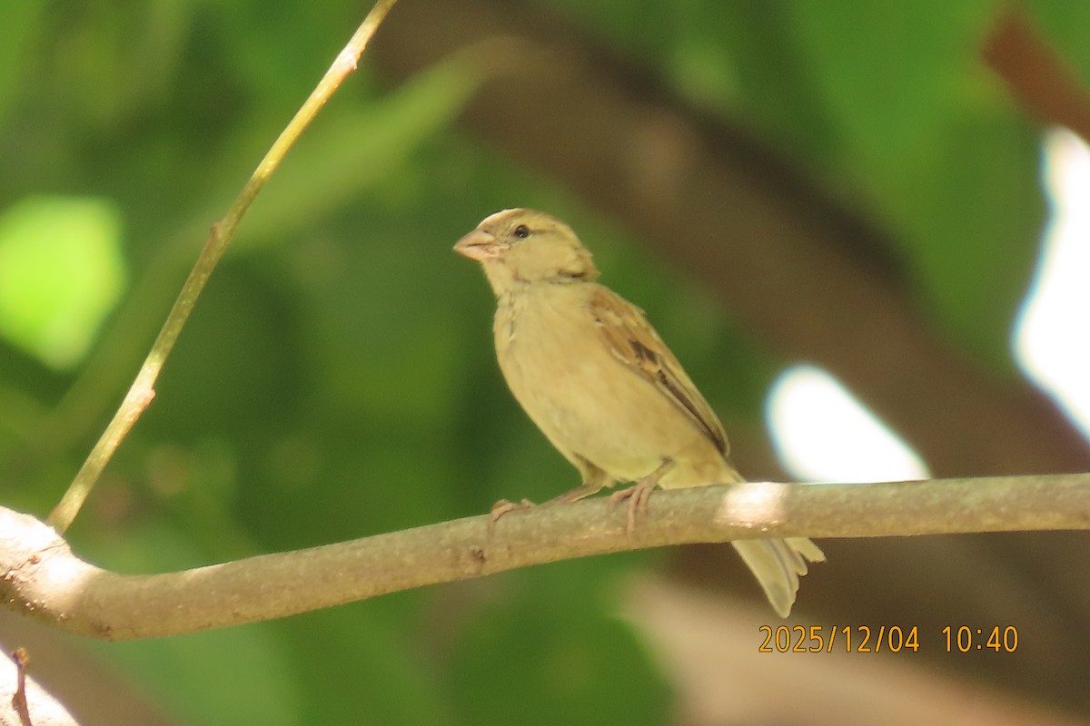 Домовый воробей - ML646347427