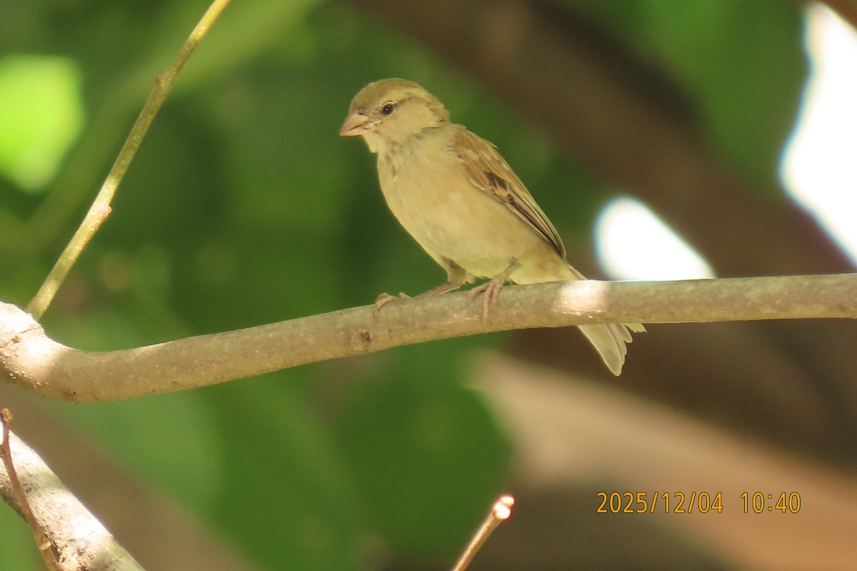 Домовый воробей - ML646347428