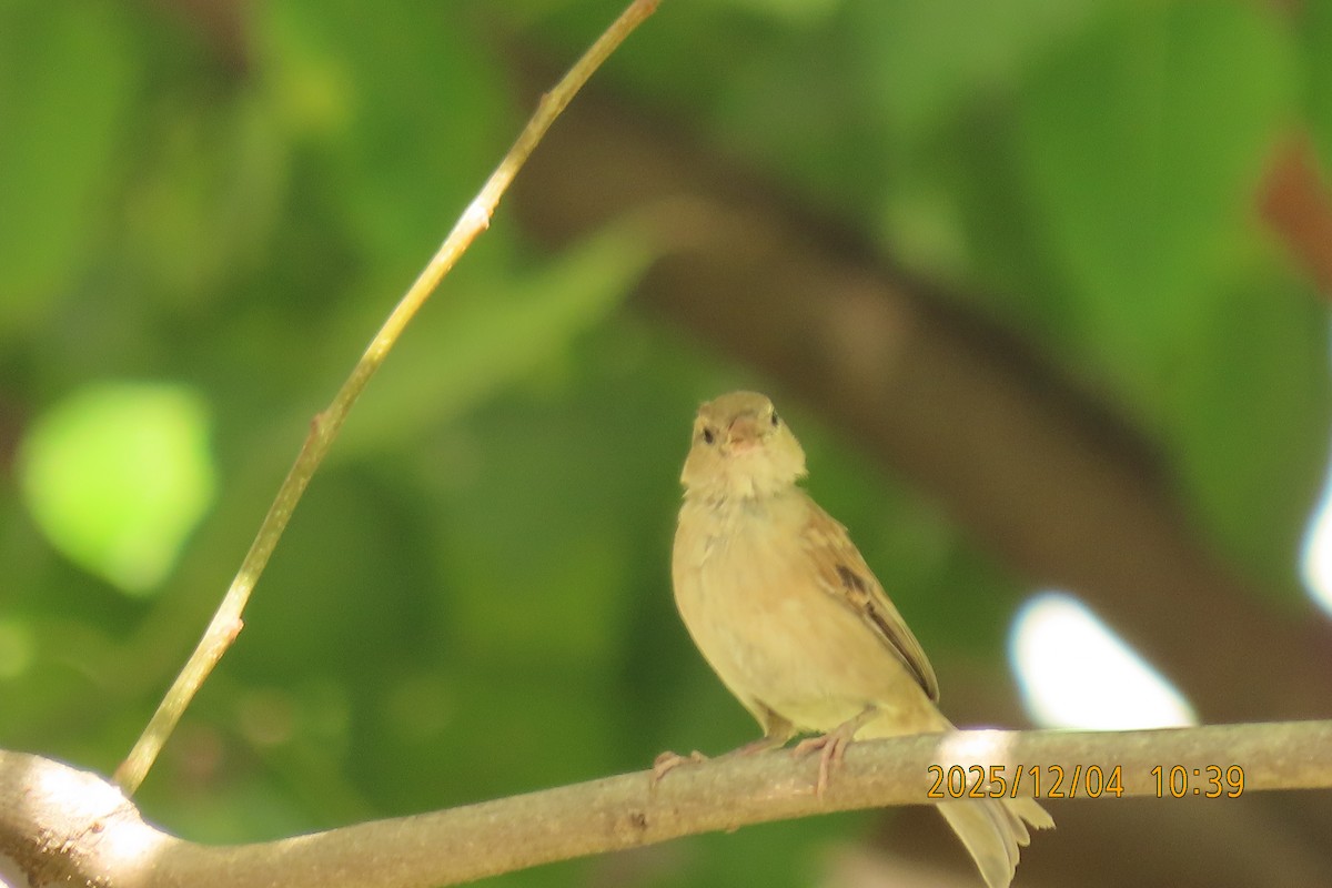 Домовый воробей - ML646347429