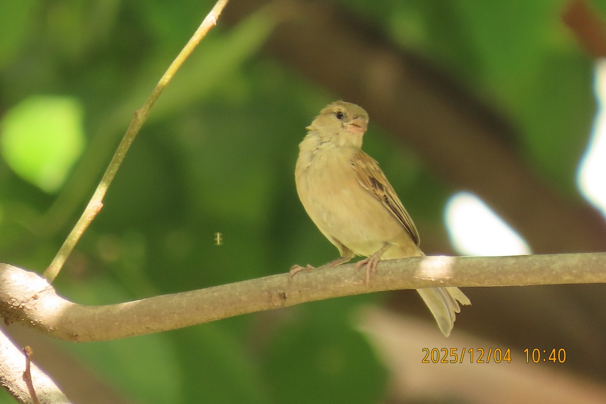 Домовый воробей - ML646347430