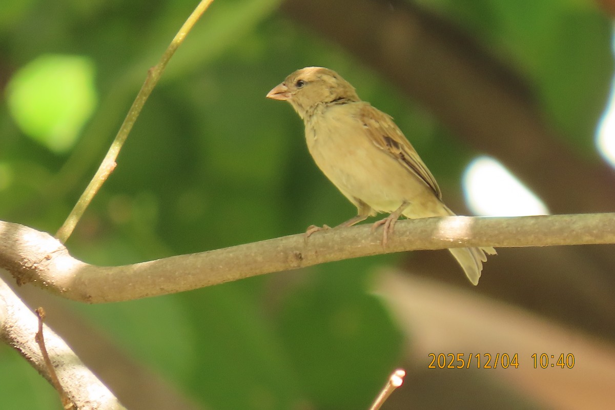 Домовый воробей - ML646347431