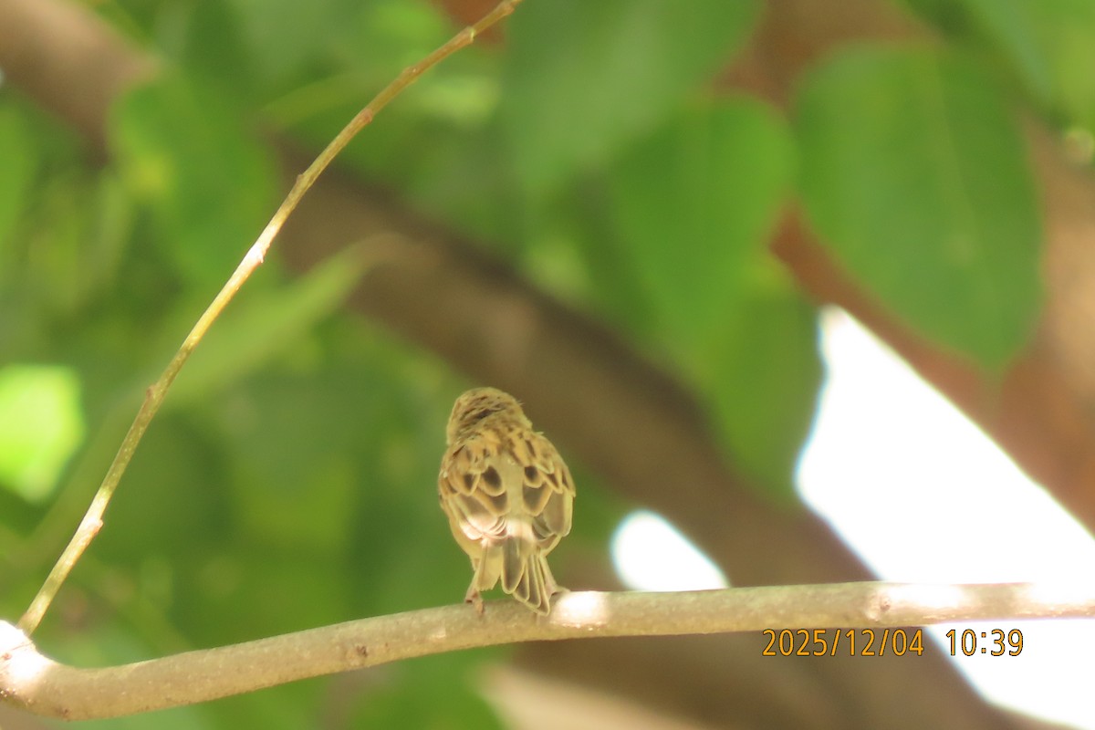 Домовый воробей - ML646347433