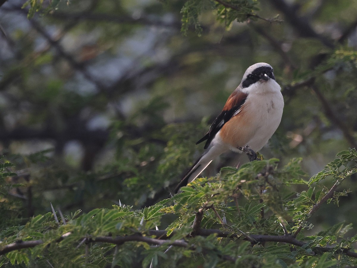 Индийский жулан - ML646347434