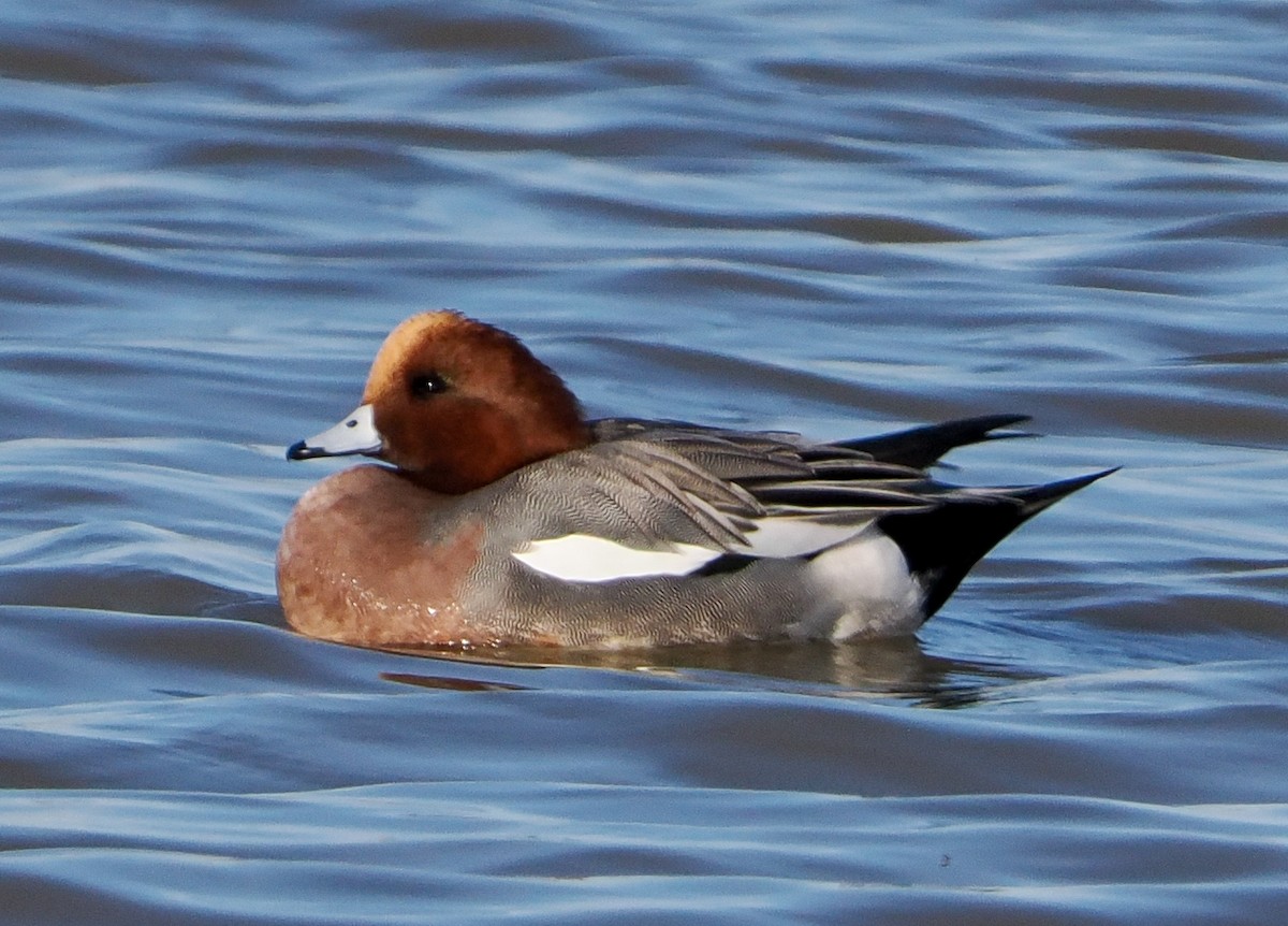 Свиязь - ML646347435