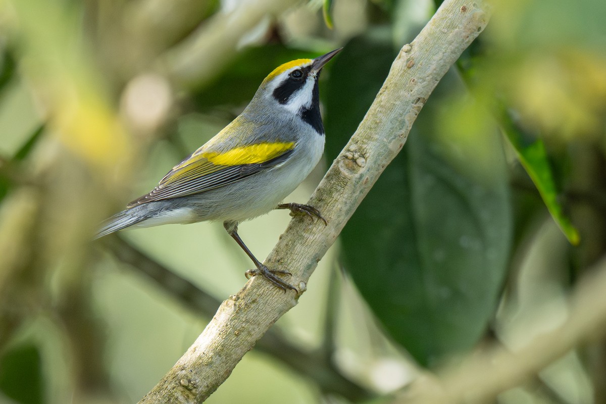 Желтокрылая червеедка - ML646347436