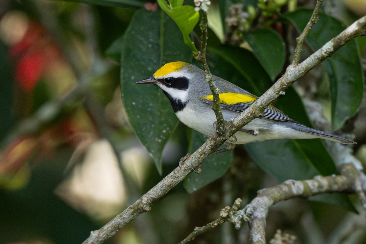 Желтокрылая червеедка - ML646347437