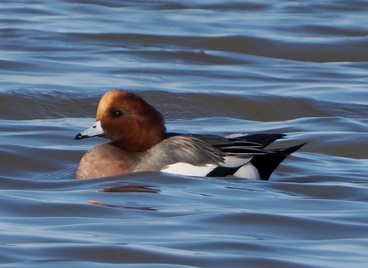 Свиязь - ML646347440