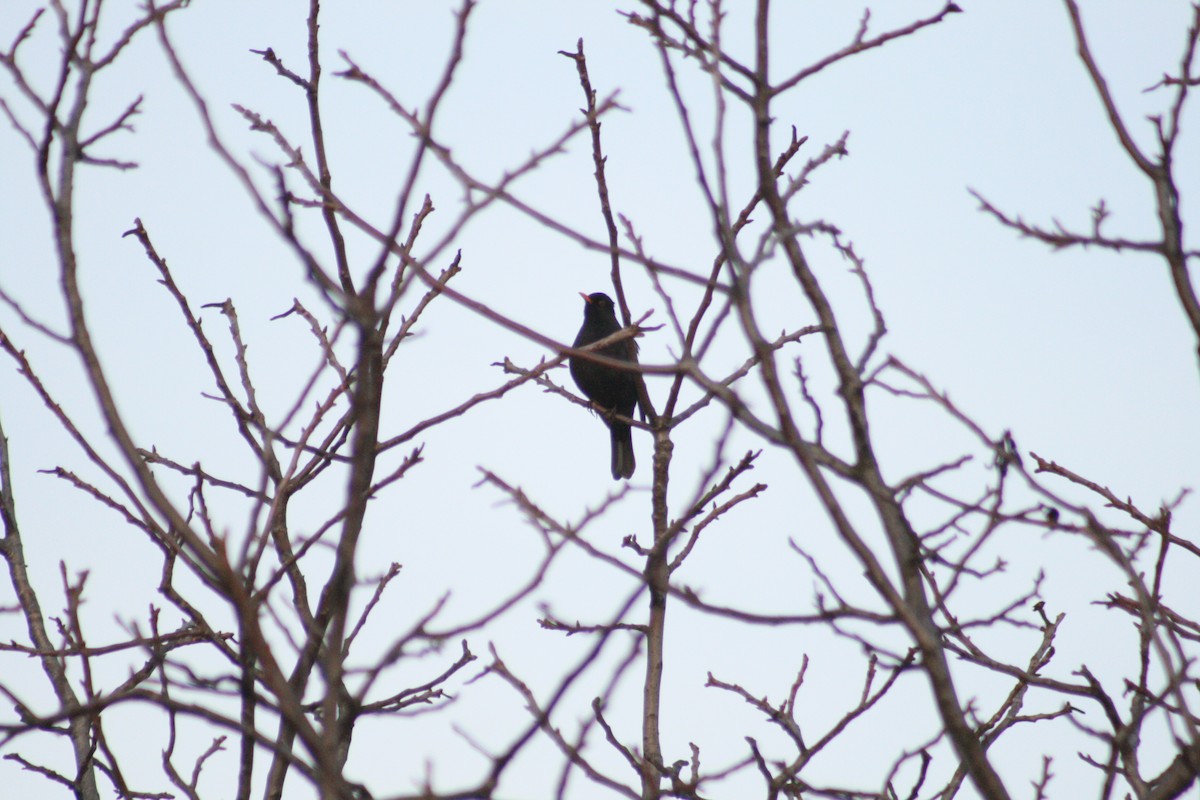 Чёрный дрозд - ML646347441