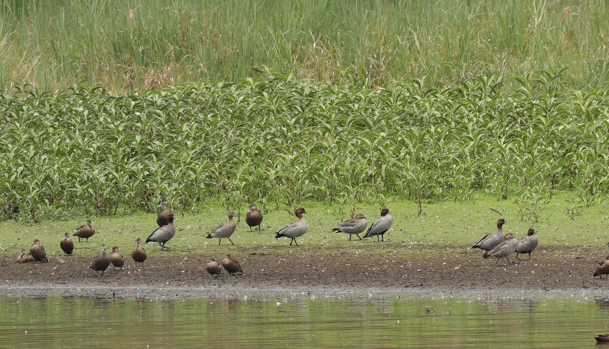 Гривистая утка - ML646347442