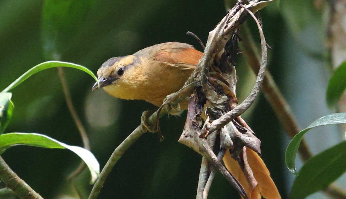 Рыжий филидор - ML646347443