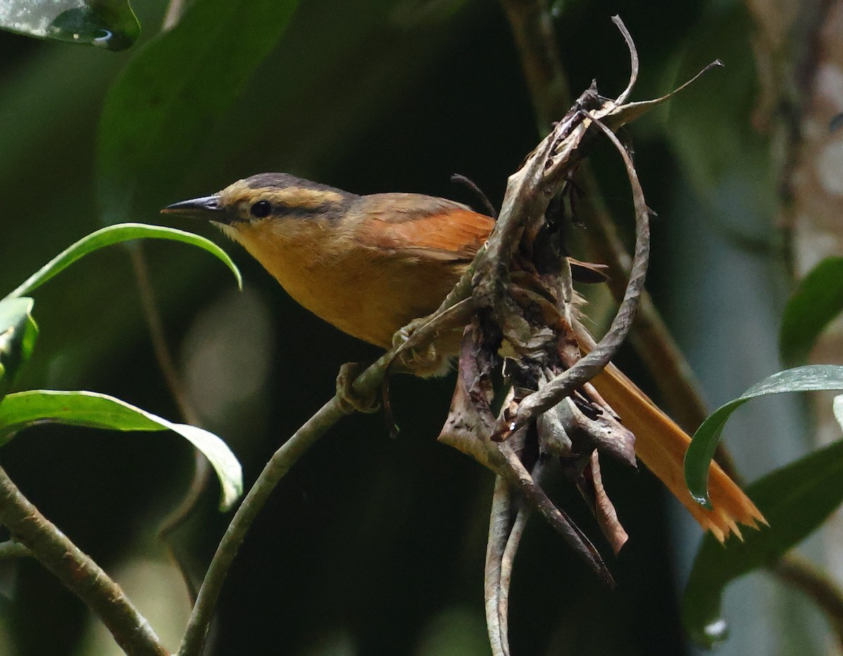 Рыжий филидор - ML646347445