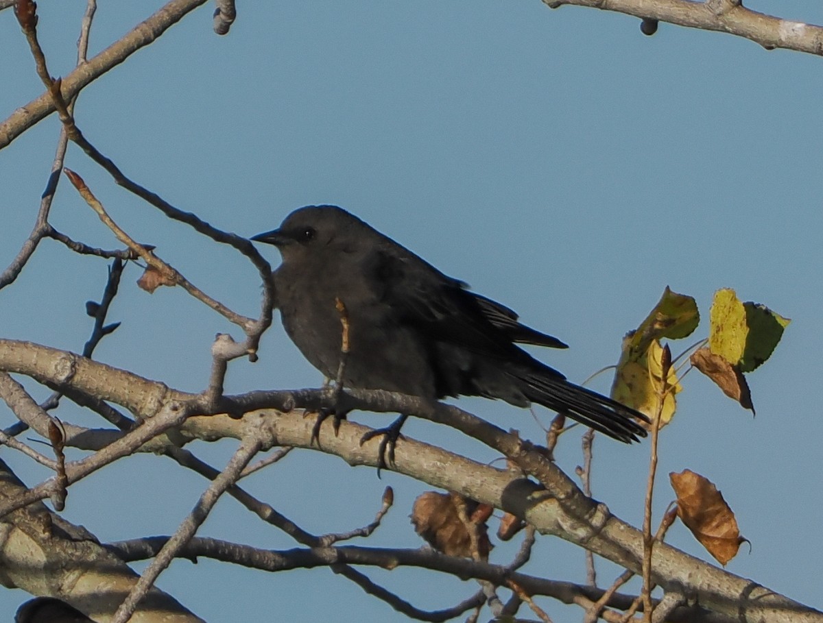 Brewer's Blackbird - ML646347448