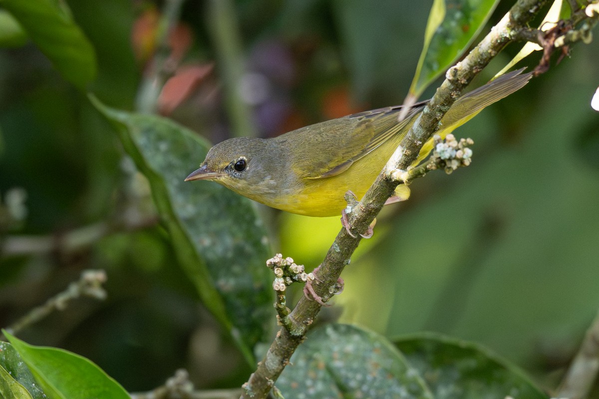 Mourning Warbler - ML646347457
