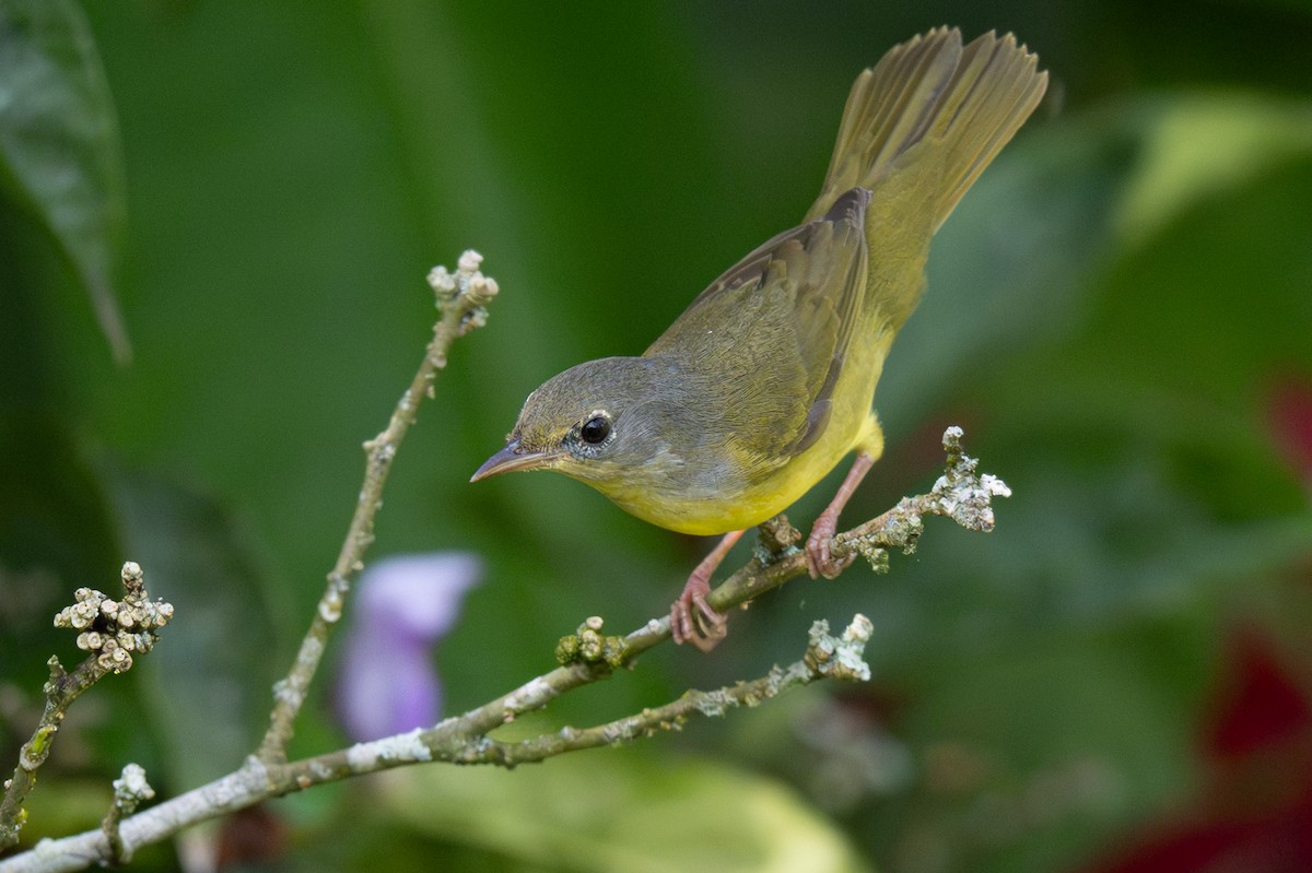 Mourning Warbler - ML646347458