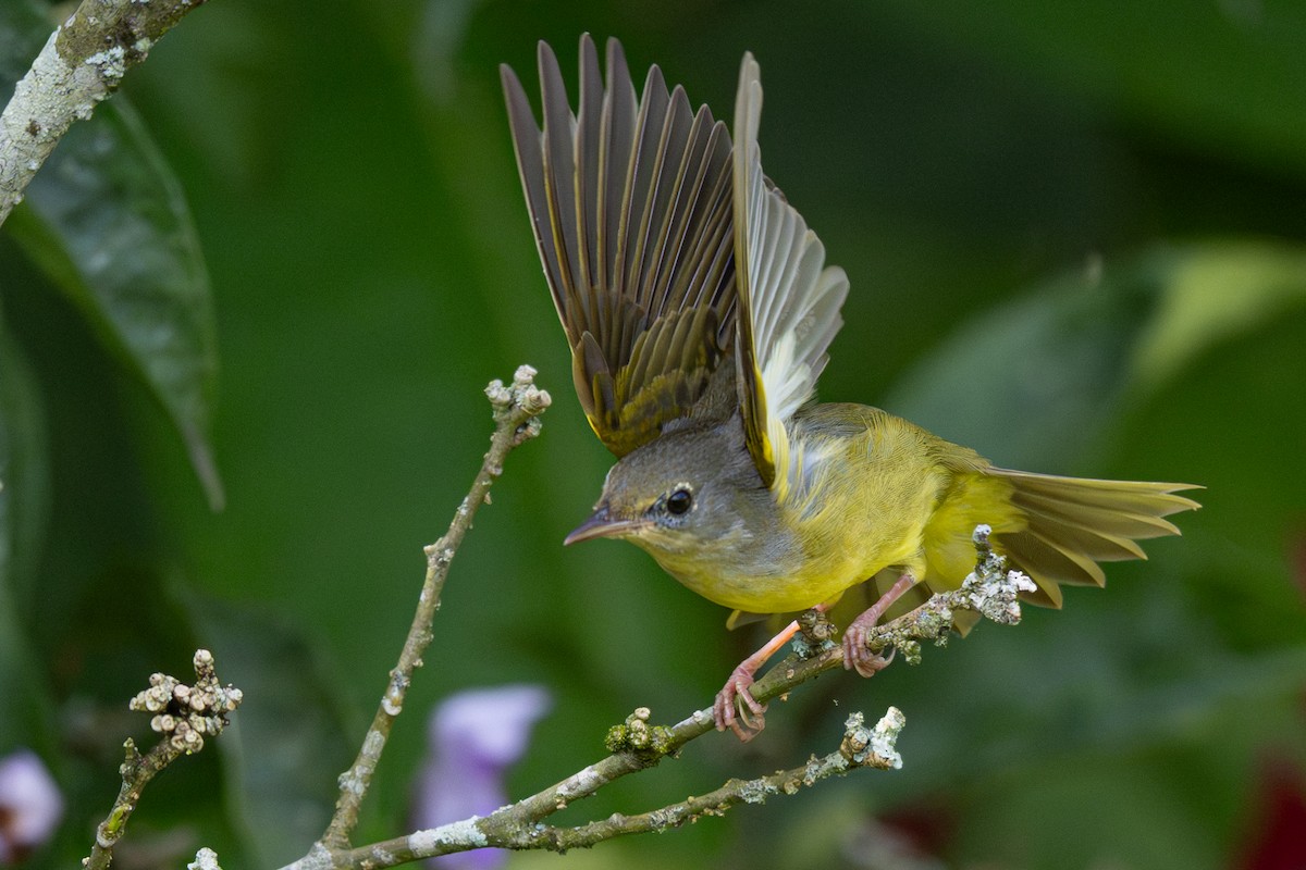 Mourning Warbler - ML646347459