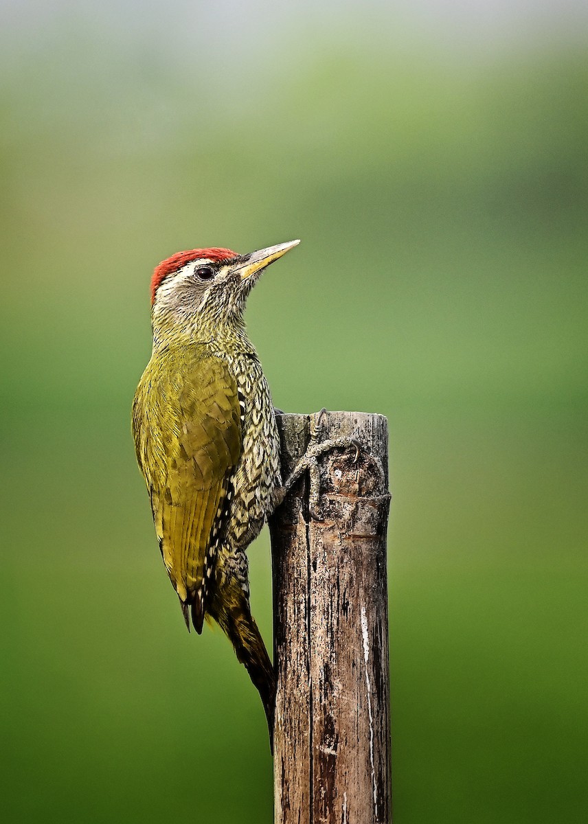 Streak-throated Woodpecker - ML646347463