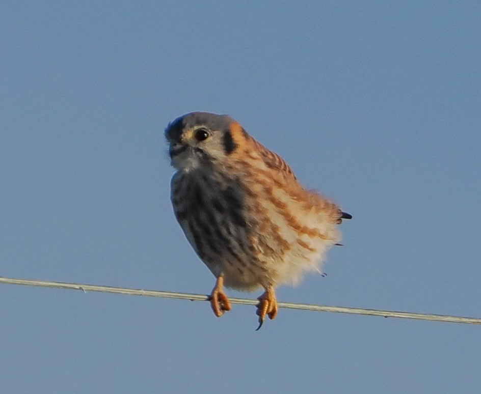 American Kestrel - ML646347474