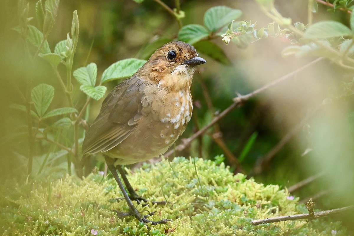 Grallaire alticole - ML646347490