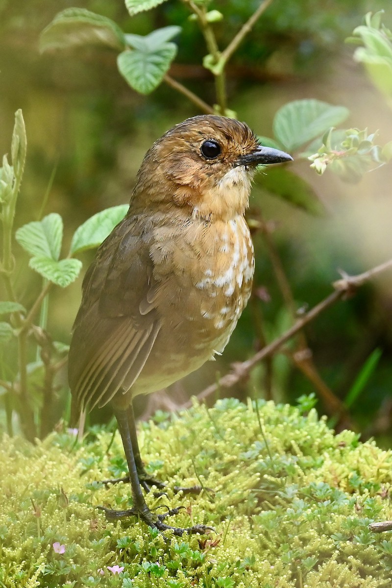 Grallaire alticole - ML646347491