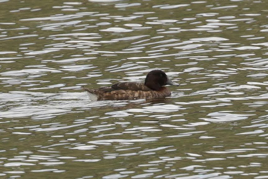 Hardhead - ML646347495