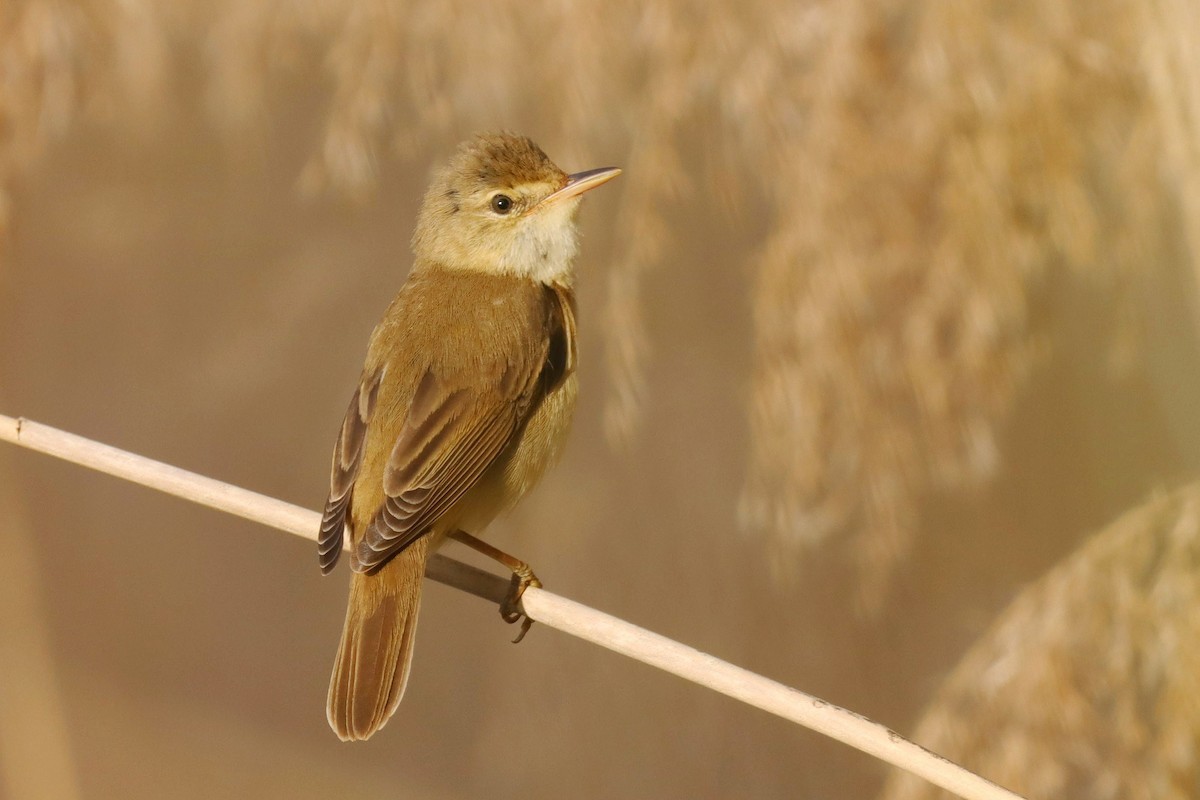 Marsh Warbler - ML646347505