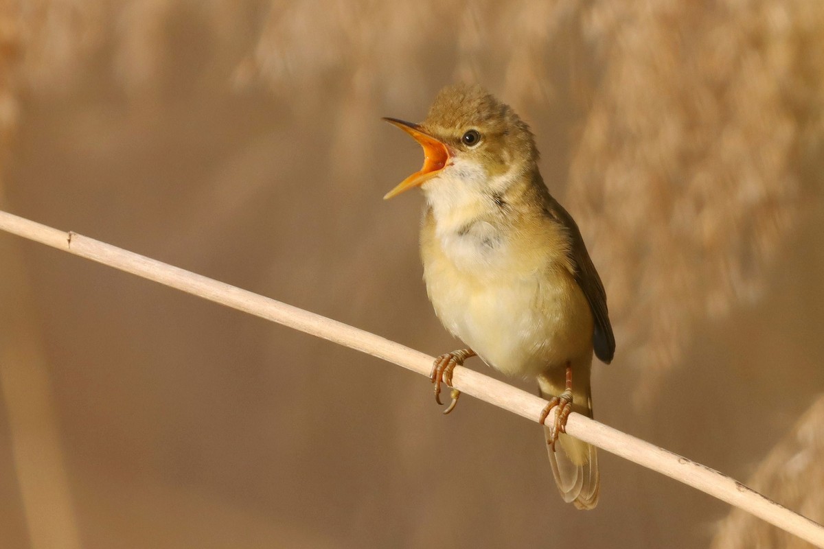 Marsh Warbler - ML646347506