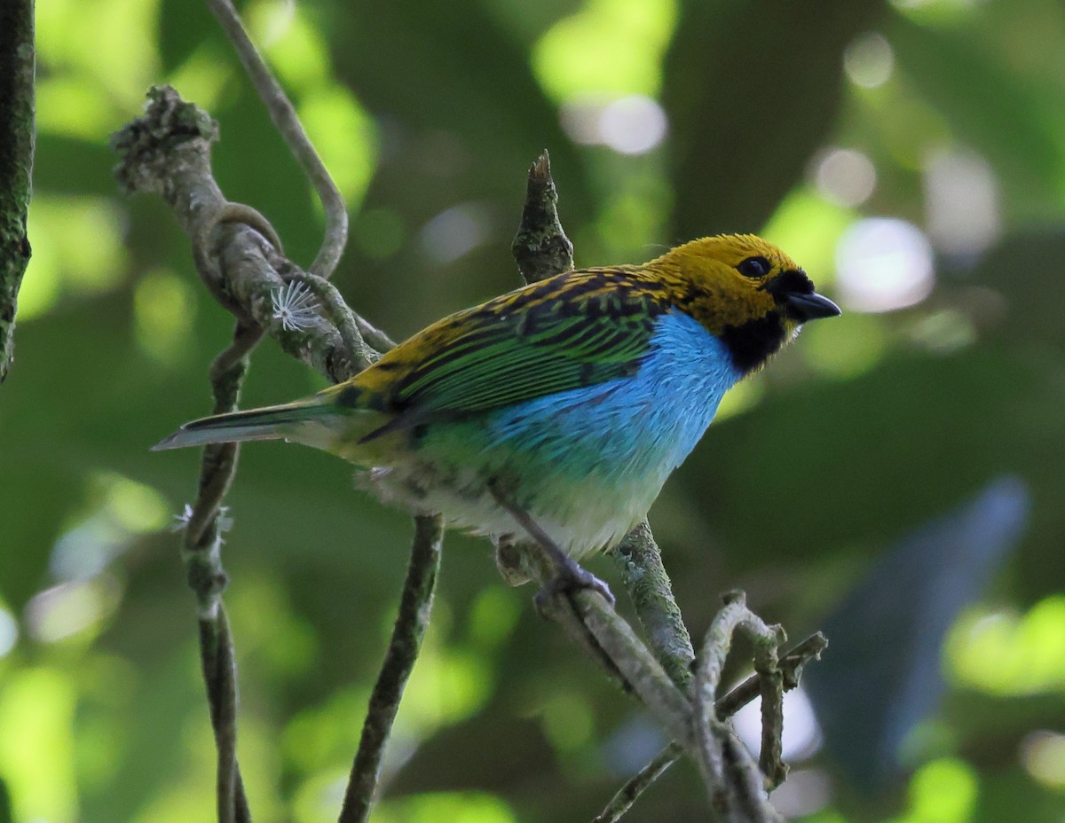 Gilt-edged Tanager - ML646347507