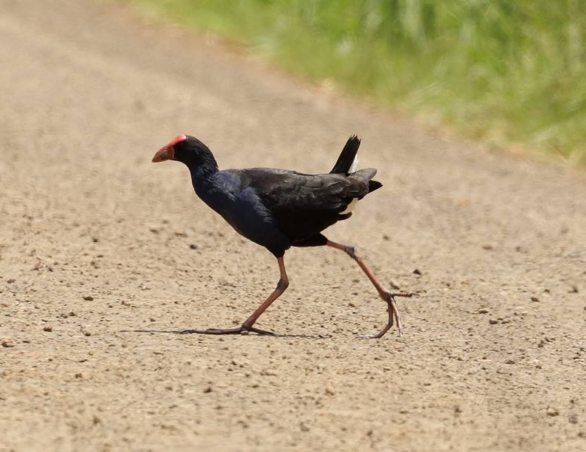 Australasian Swamphen - ML646347511