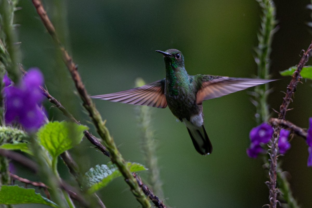 Stripe-tailed Hummingbird - ML646347514