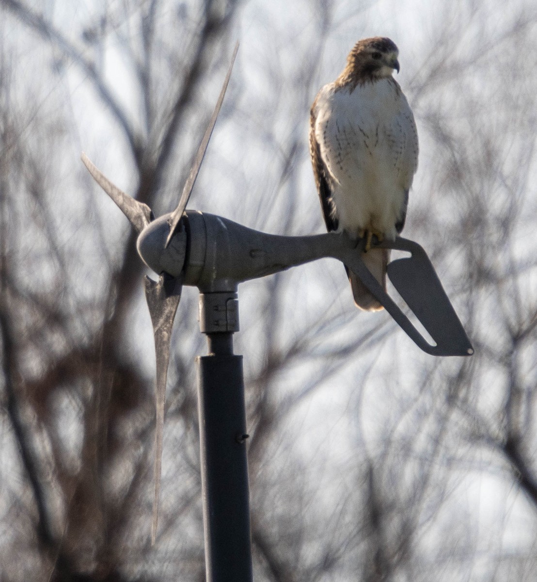 Red-tailed Hawk - ML646347519
