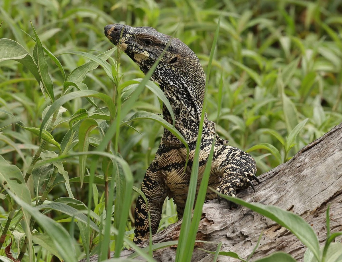 Australian Water Dragon - ML646347520