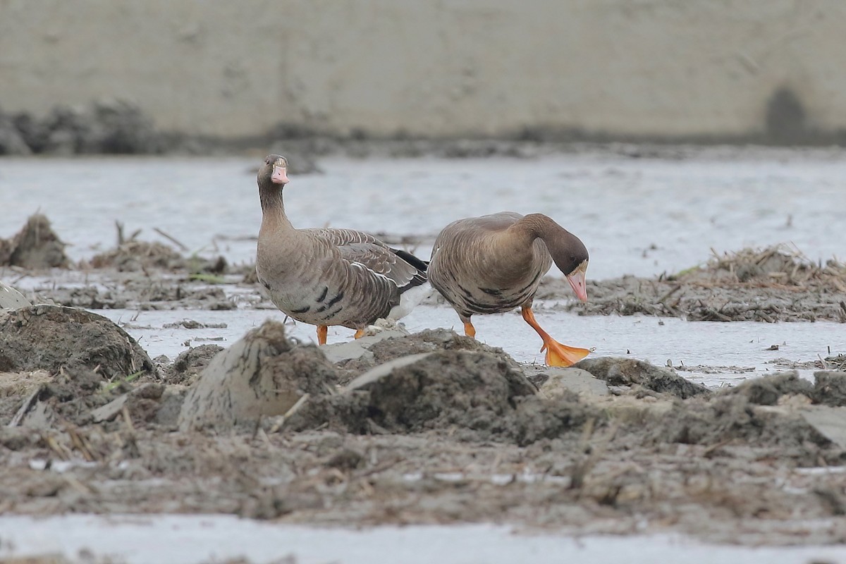 husa běločelá - ML646347521