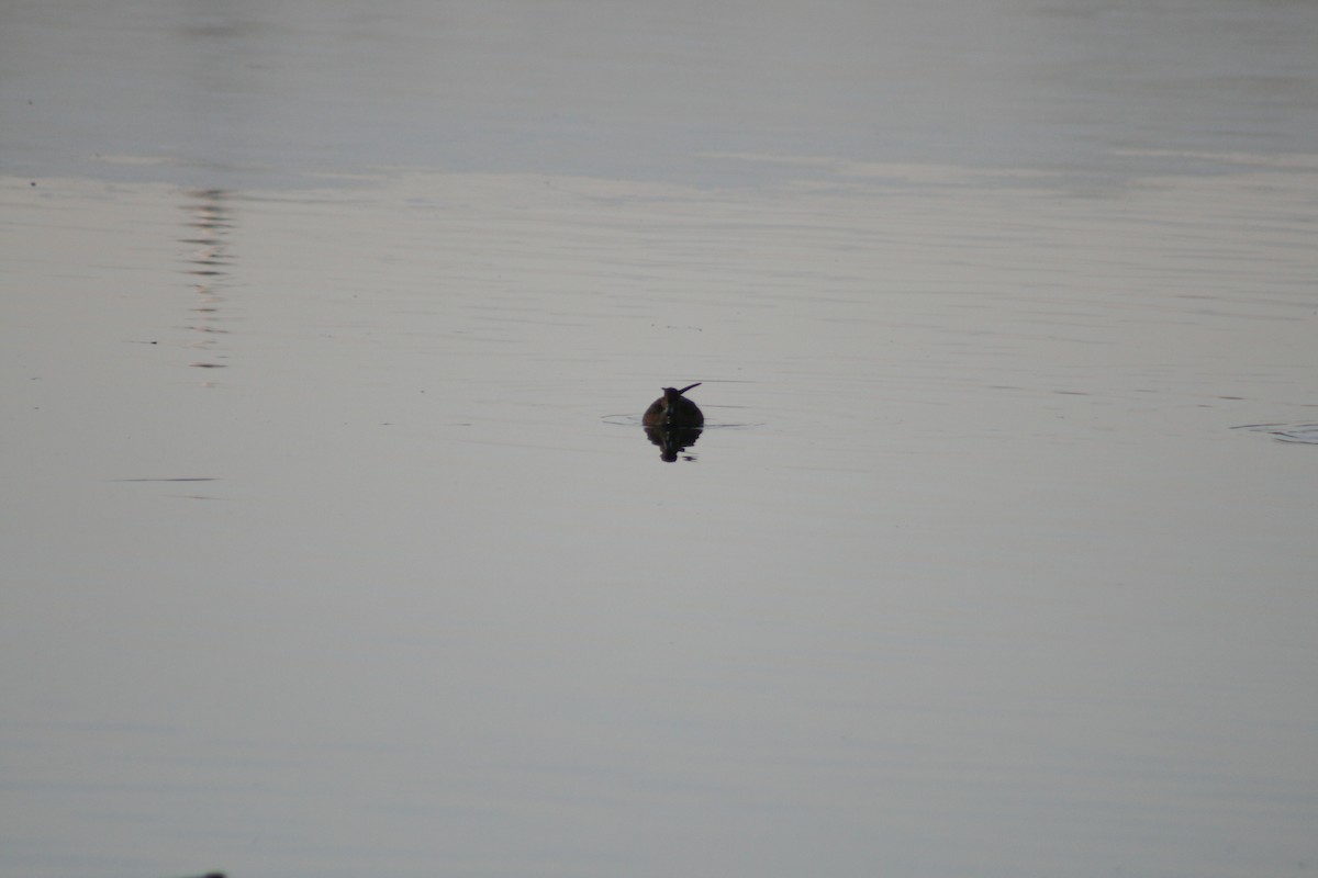 赤頸鴨 - ML646347534