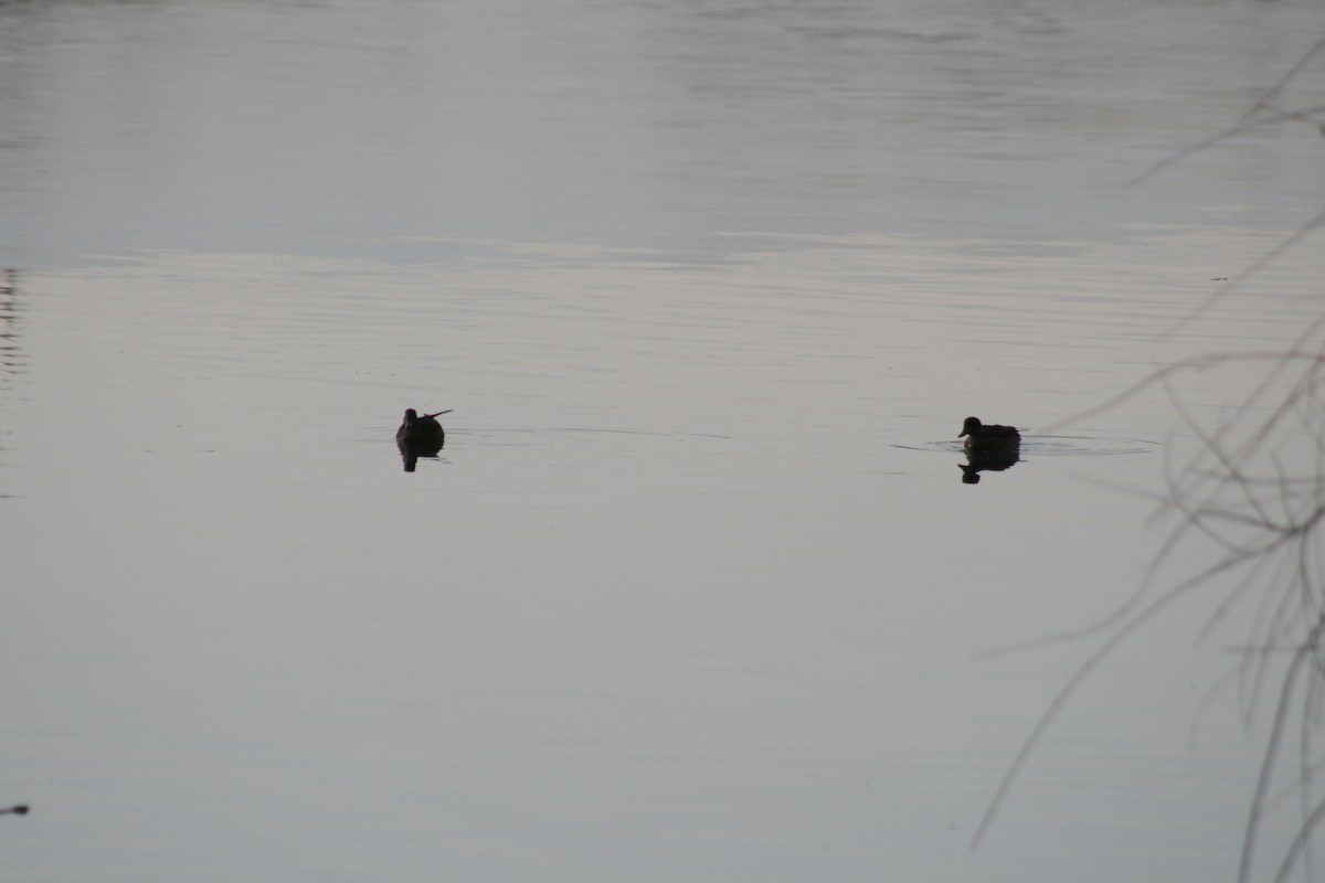 赤頸鴨 - ML646347542